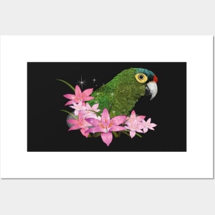 orange faced parakeet Posters and Art